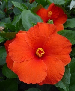 HibisQs® Multi-Tropic Orange Tropical Hibiscus, Chinese Hibiscus, Hibiscus 'Multi Tropic Orange'